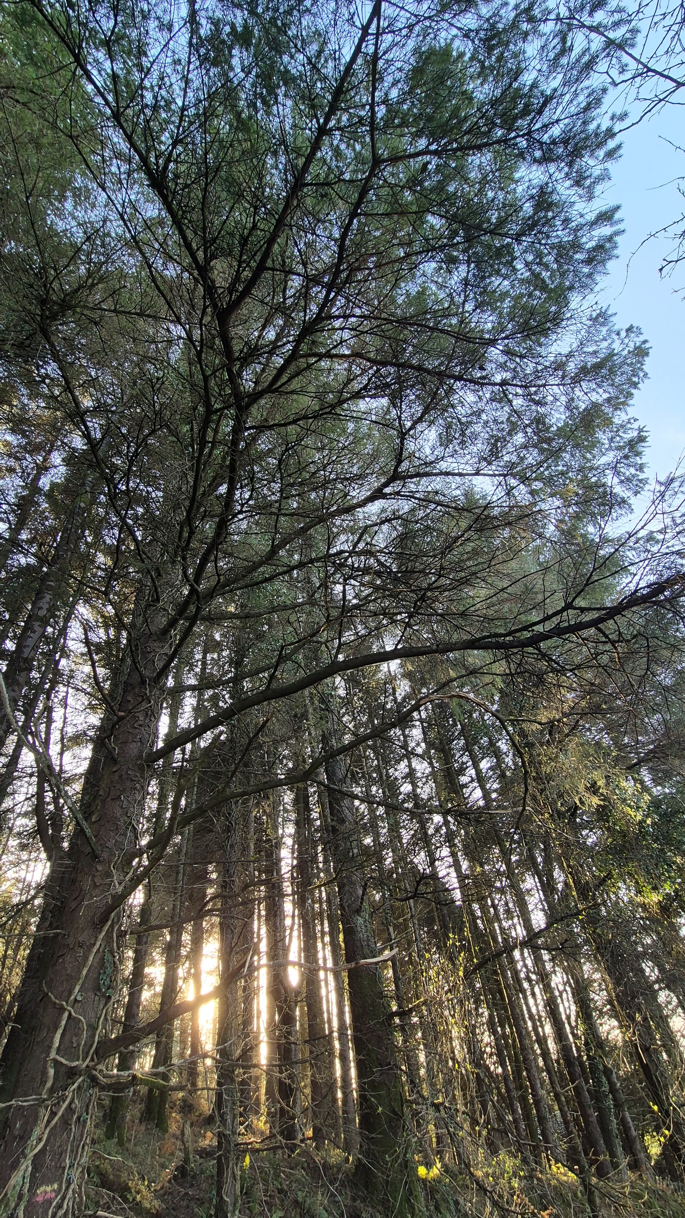 A quiet woodland with tall slender trees and soft sunlight filtering through the canopy.