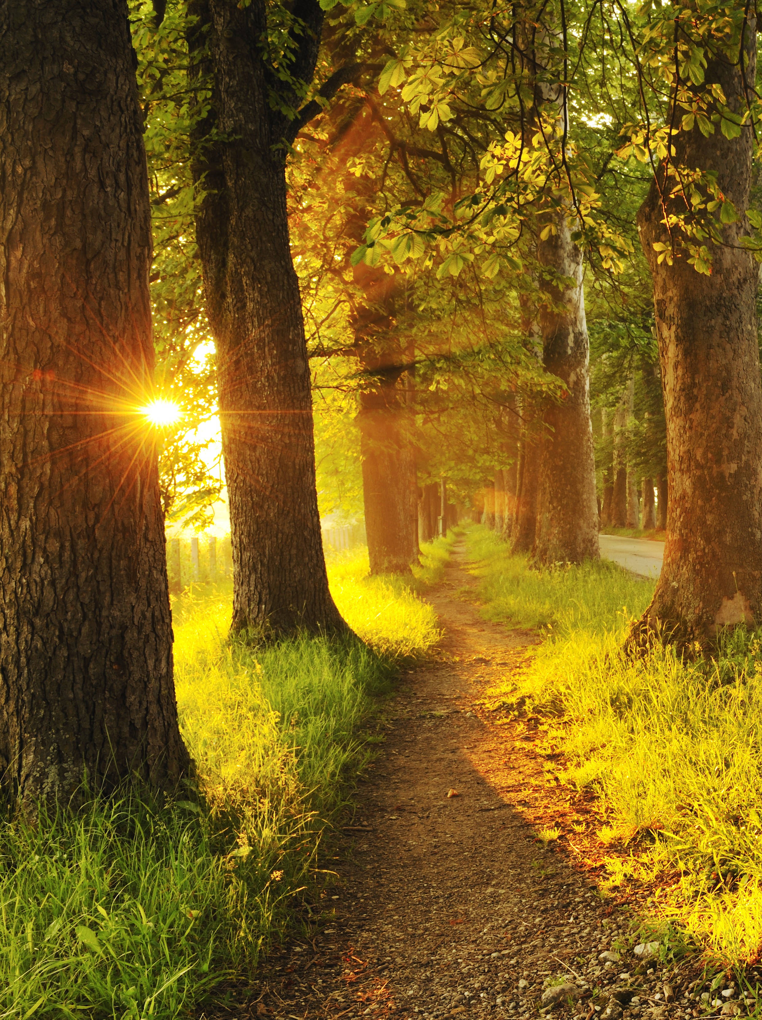 woodland path associated with gentle nature‑based stress support