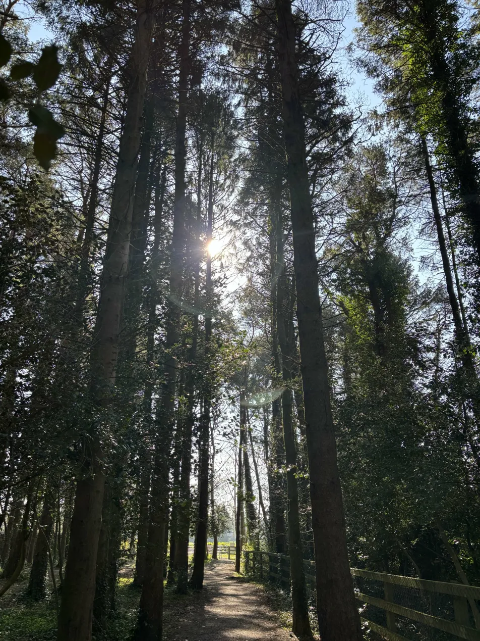 Guided or Self‑Guided Forest Therapy: What the Research Tells Us About How We Heal in Nature