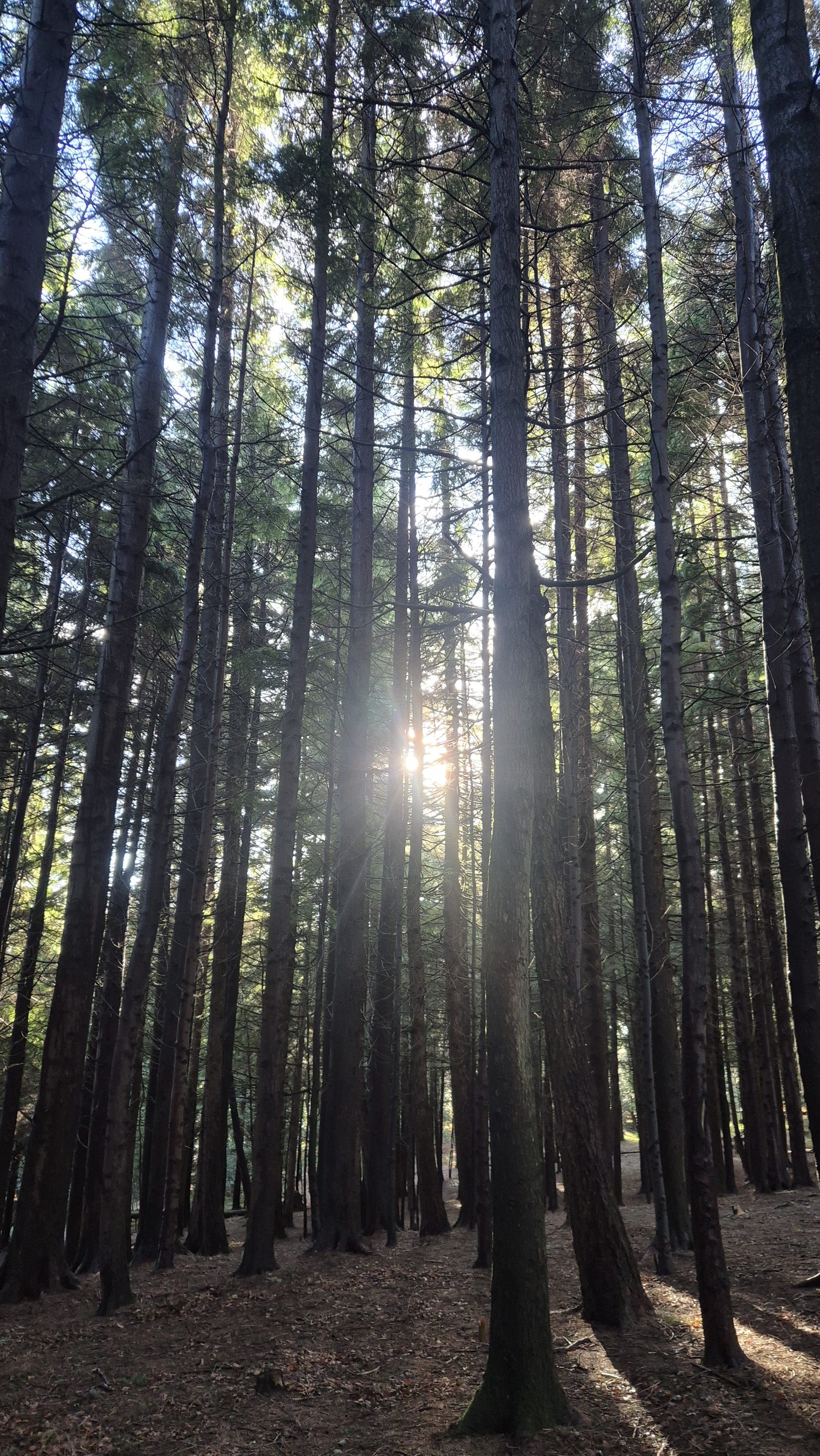 One Forest, Many Pathways: Why Forest Therapy Should Be Designed for Specific Life Experiences